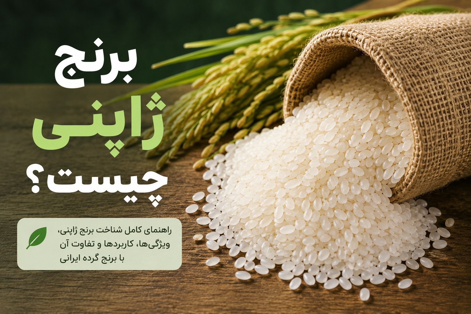 برنج ژاپنی چیست؟ معرفی ویژگی‌ها و تفاوت آن با برنج گرده ایرانی